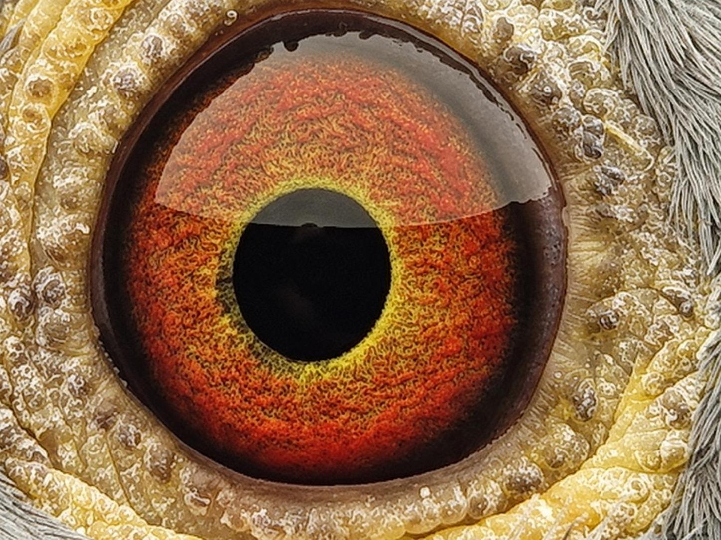 Pigeon eye